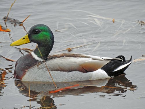 duck  mallard  green