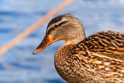 duck  female  water bird
