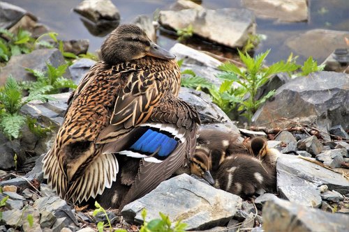 duck  wild  mother