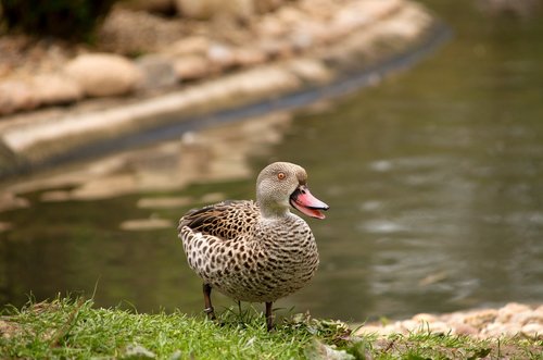 duck  water  ducks