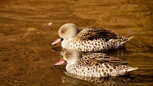 duck  water  ducks