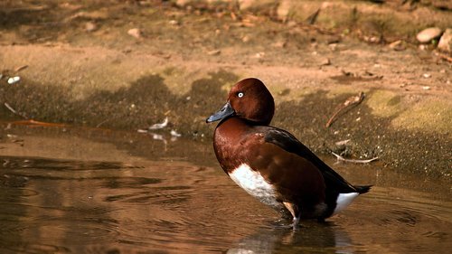 duck  water  ducks