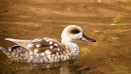 duck  water  ducks