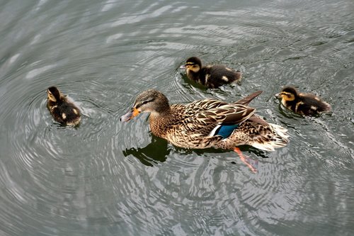 duck  kacza family  pond