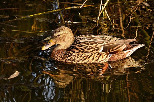 duck  mallard  water bird