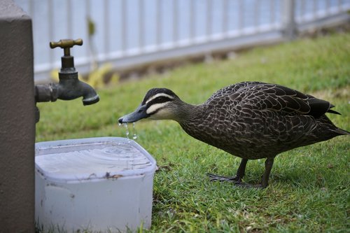 duck  drink  water