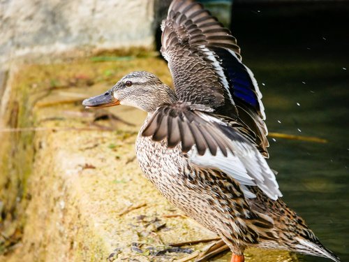 duck  wings  flight