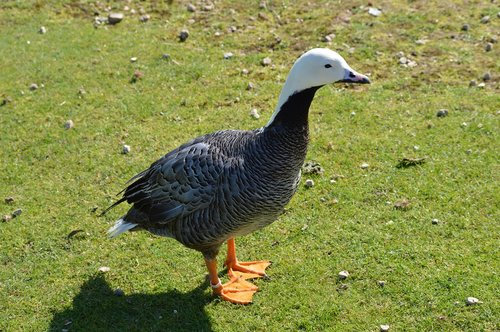 duck  nature  plumage