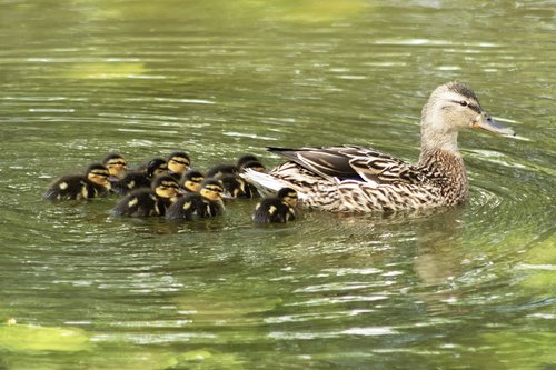 duck  wild ducks  female