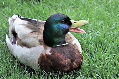 duck  portrait  nature