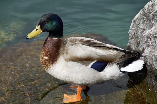 duck  mallard  lake