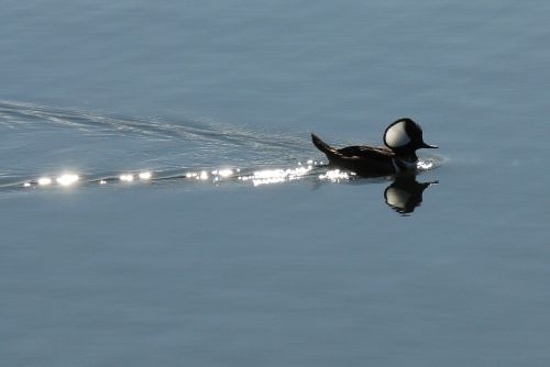 duck swimming pond