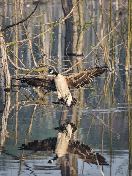 duck  flying  bird