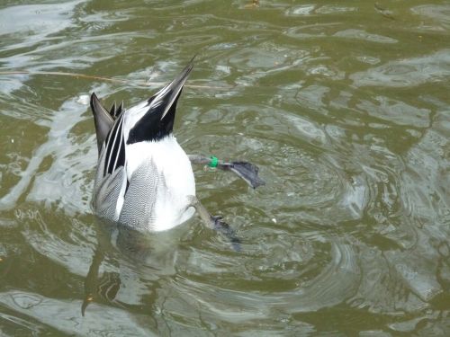 duck water tail