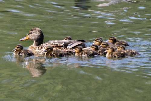 duck  chicks  waterfowl