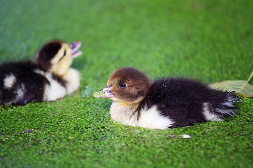 duck  chicks  ducky