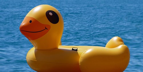 duck  rubber duck  swim