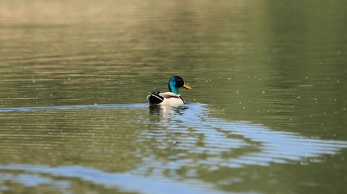 duck  colorful  water bird