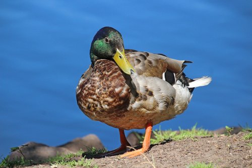 duck  mallard  animal