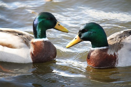 duck  mallard  animal