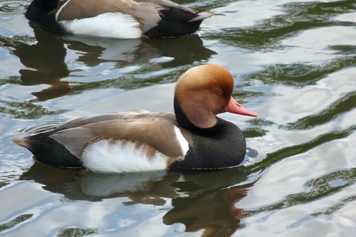 duck  red crested pochard  waterfowl