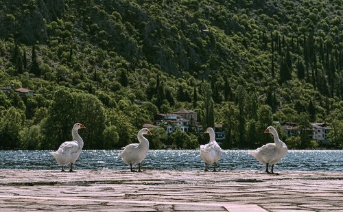 duck  nature  lake