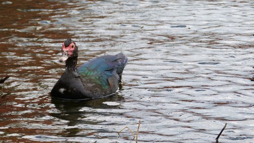 duck  lake  birds