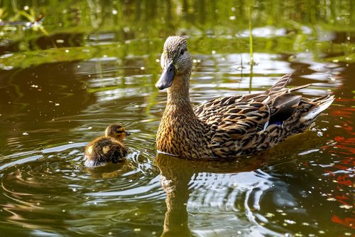 duck  ducklings  mallard