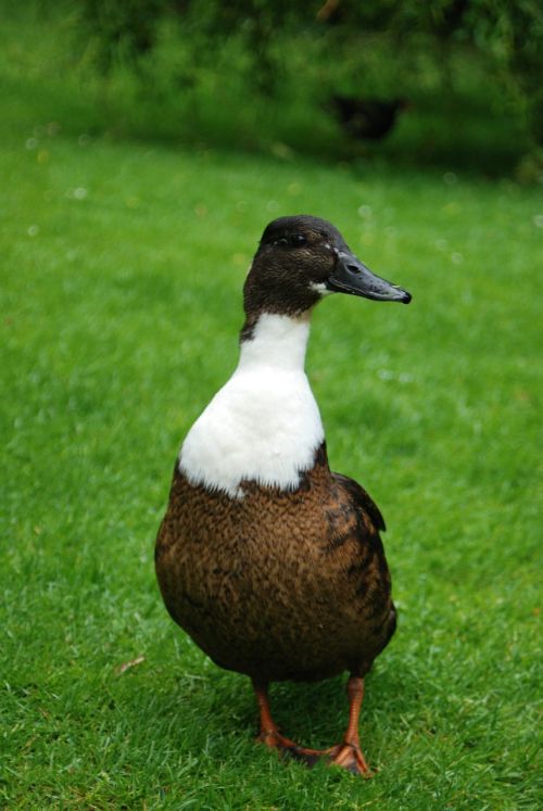 duck park animal