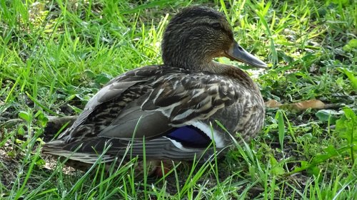 duck  bird  lake