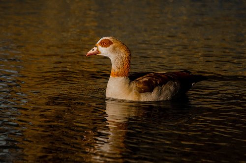 duck  pond  lake