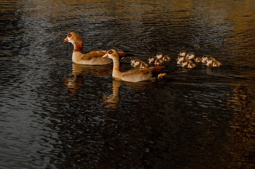 duck  pond  lake