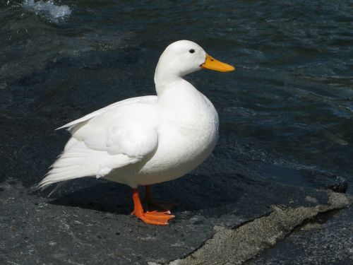 duck white water bird