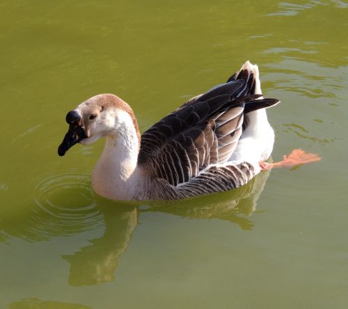 duck lake swimming