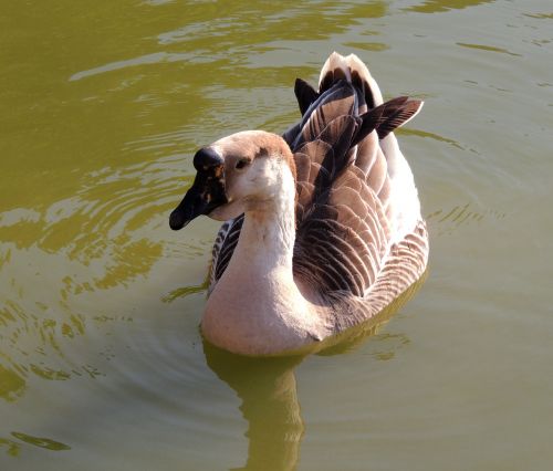 duck lake swimming