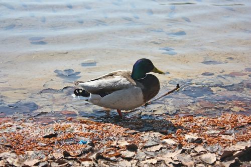 duck animal lake