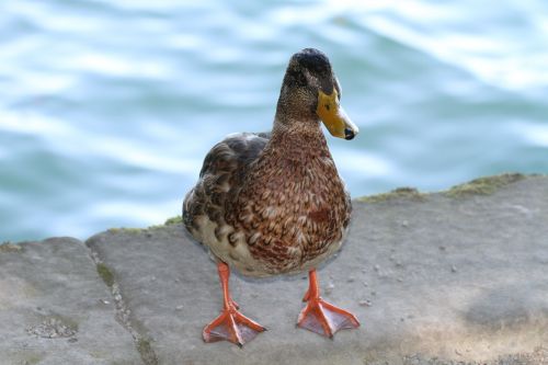 duck water animal