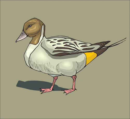 duck pintailbird brown