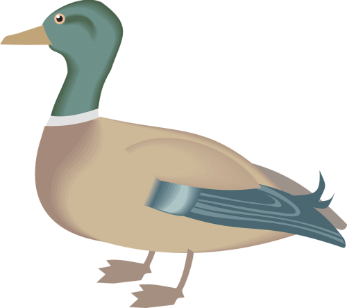 duck bird animal