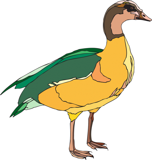 duck bird fowl