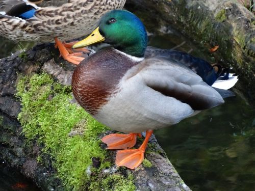 duck mallard tree trunk