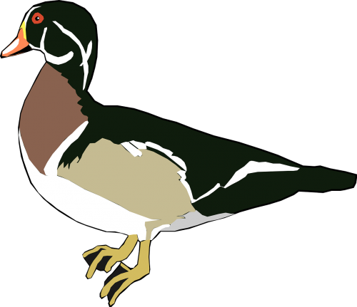 duck green white