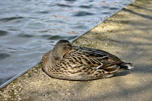 duck animal mallard