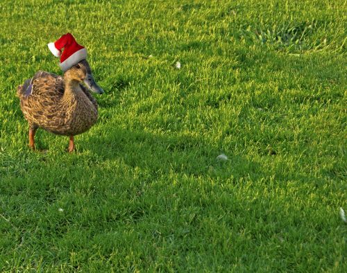 duck holiday christmas