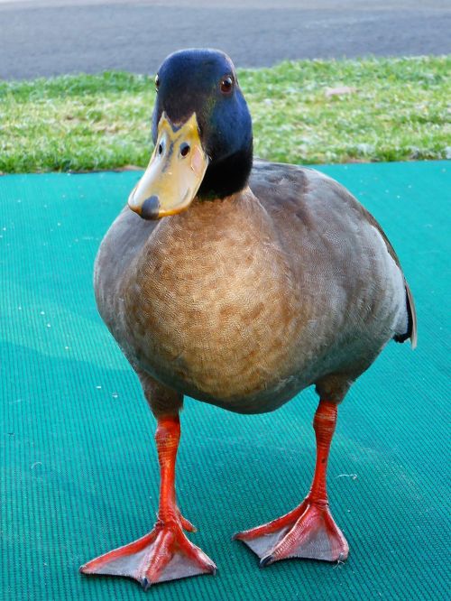 duck mallard male