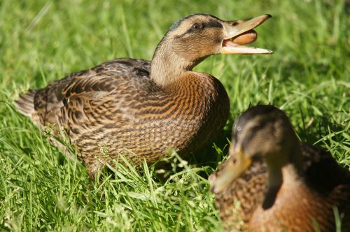 duck animals nature