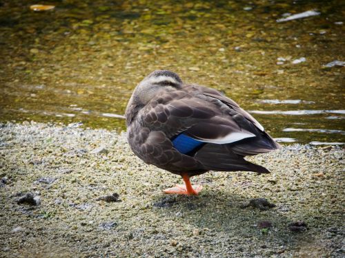 duck birds by the river