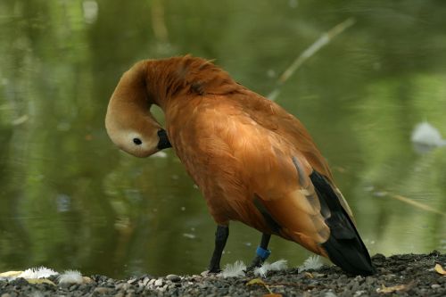 duck nature pond