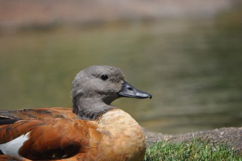 duck animal alone