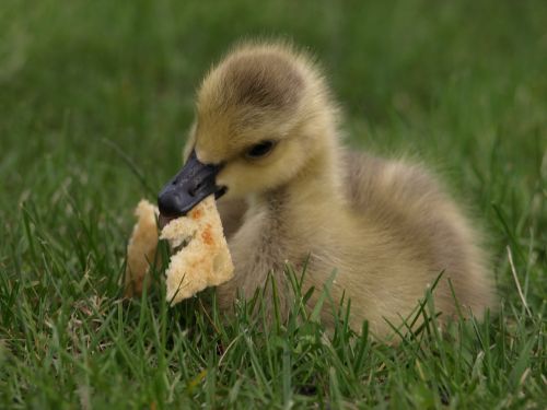 duck duckling bread